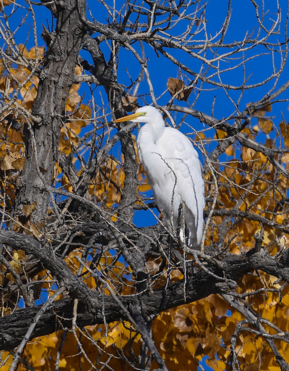 Great Egret - ML645338051