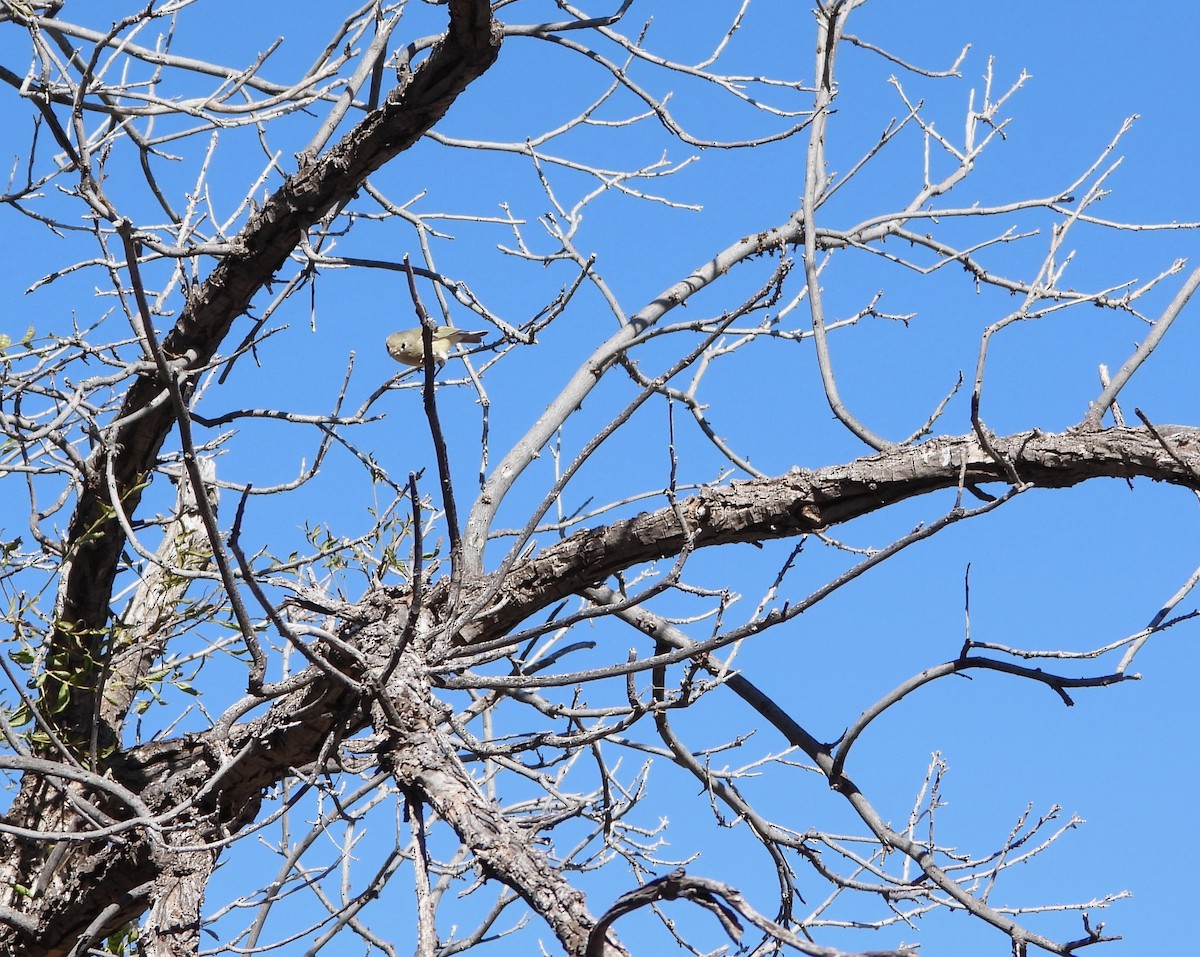 Ruby-crowned Kinglet - ML645338056