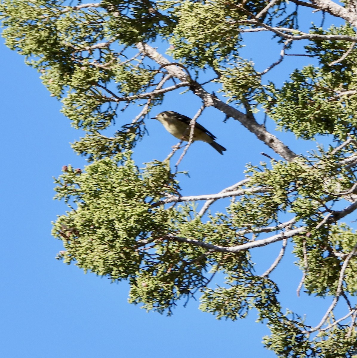 Ruby-crowned Kinglet - ML645338057