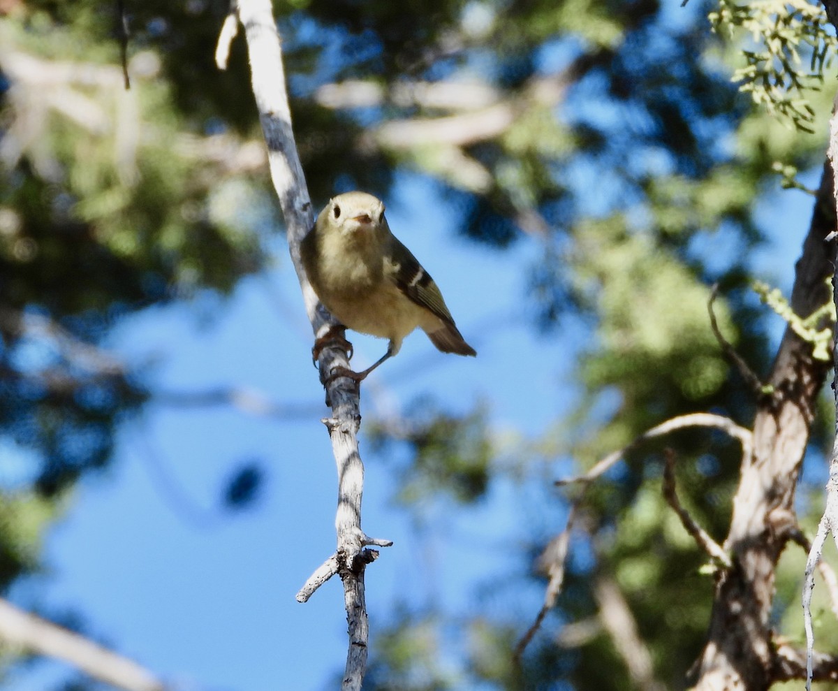 Ruby-crowned Kinglet - ML645338058