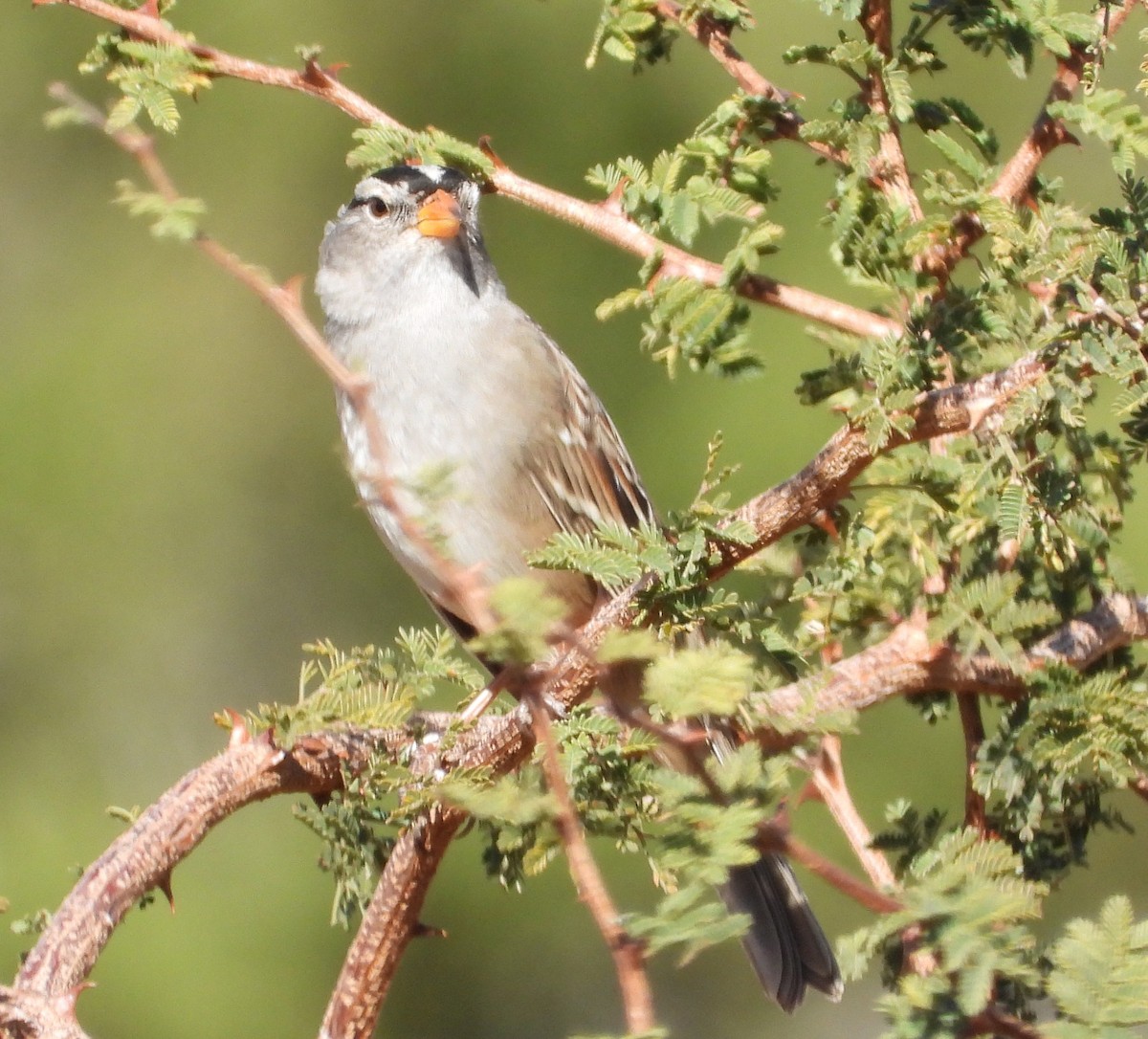 White-crowned Sparrow - ML645338063