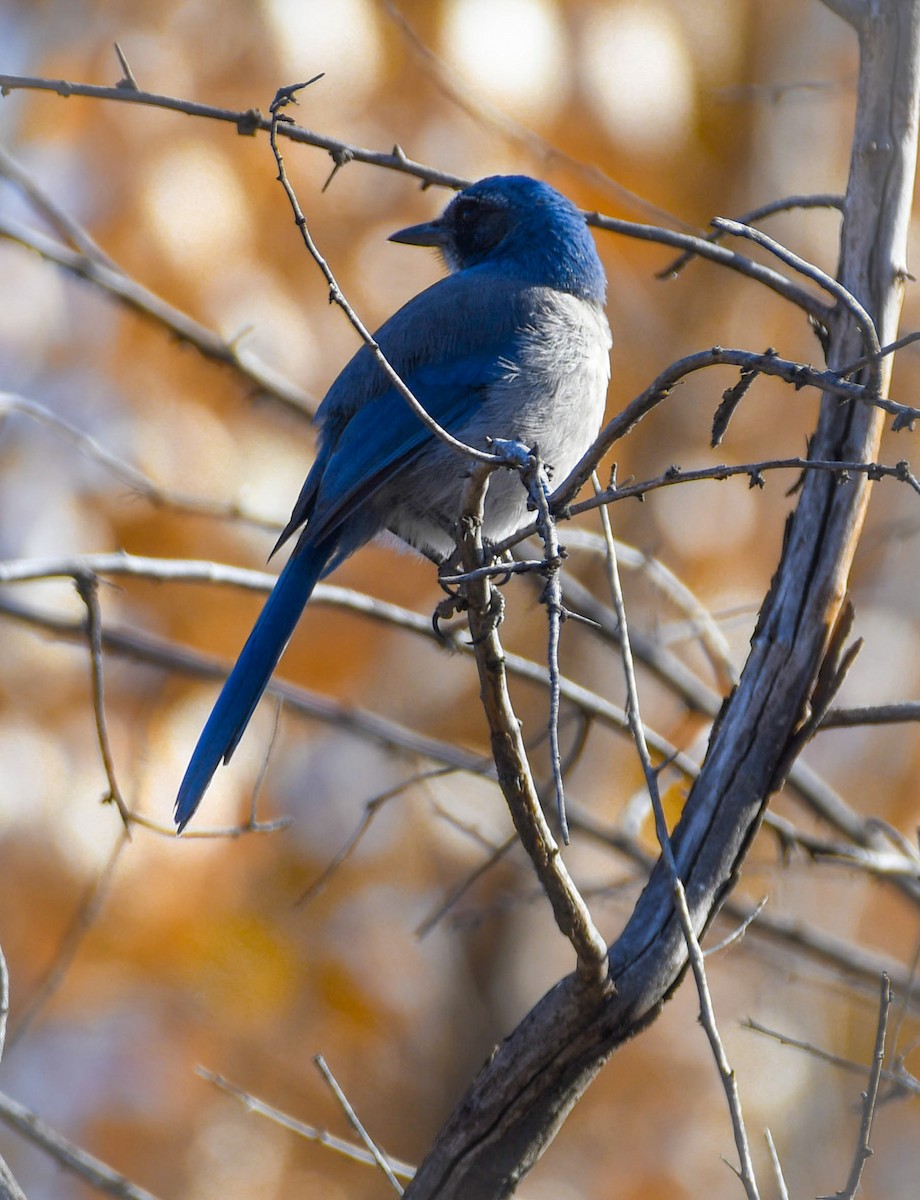 Woodhouse's Scrub-Jay - ML645338066