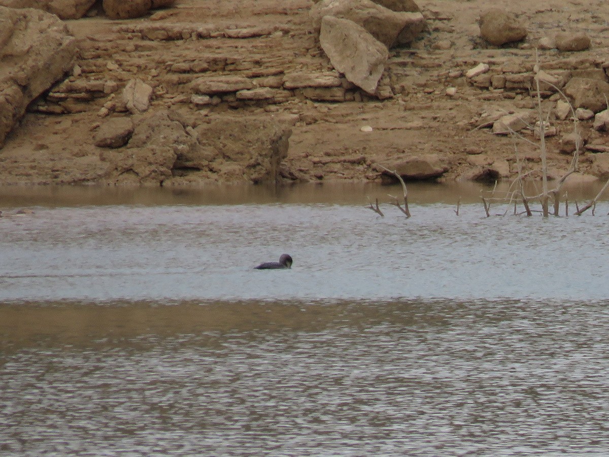 Pacific Loon - ML645338076