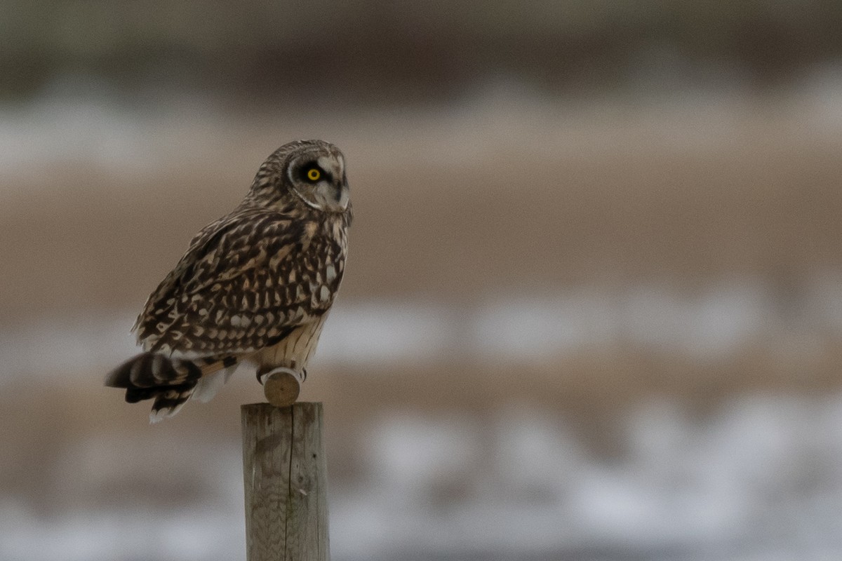 コミミズク - ML645338079