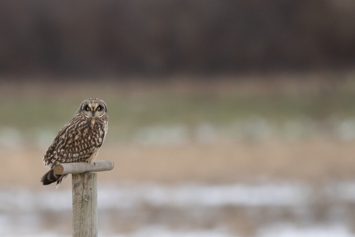 コミミズク - ML645338080