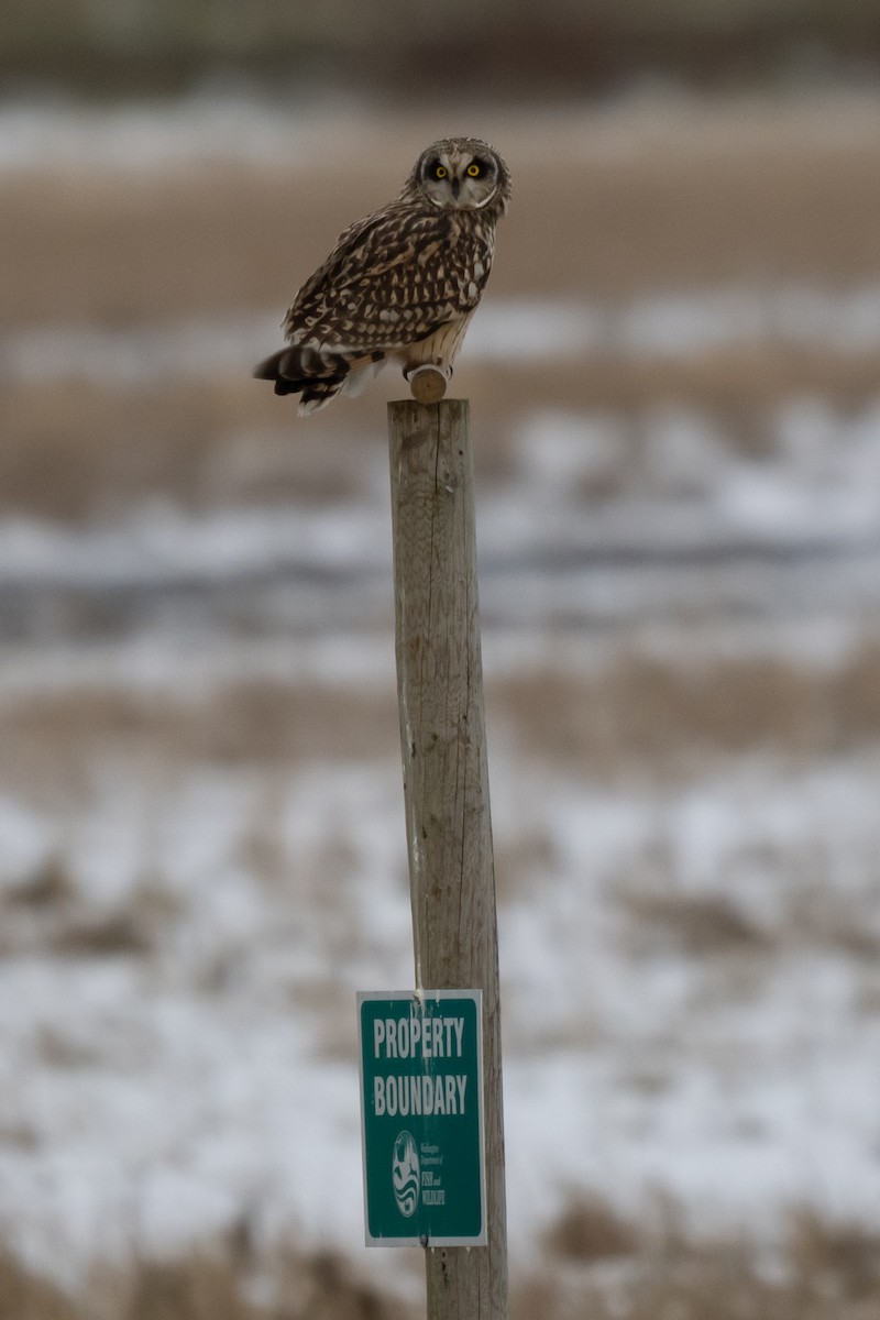 コミミズク - ML645338081