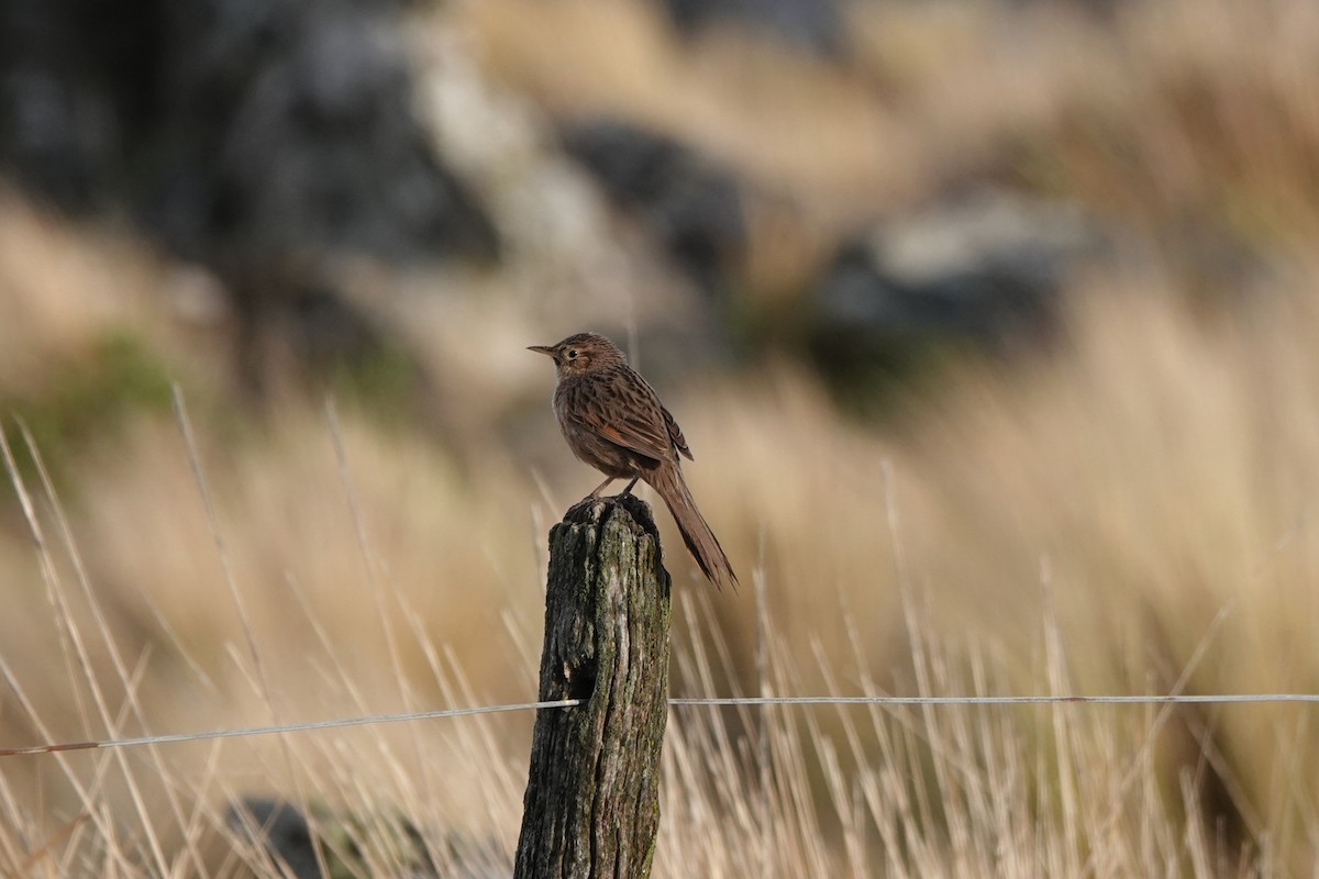 Streak-backed Canastero - ML645338089