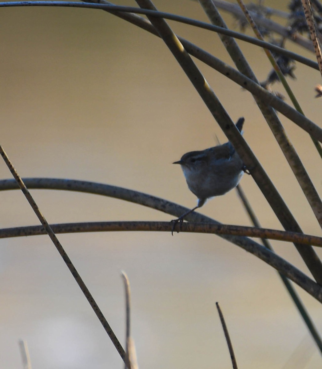Marsh Wren - ML645338092