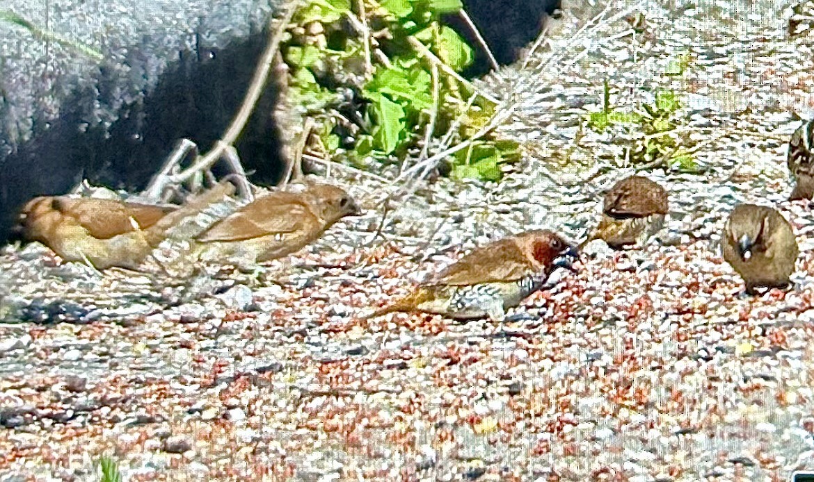 Muskatbronzemännchen - ML645338122