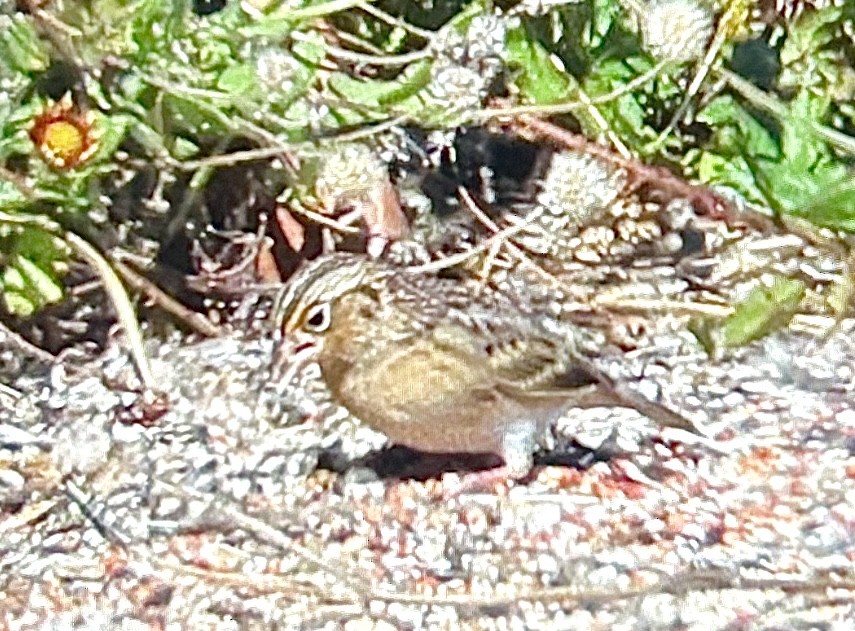 Heuschreckenammer - ML645338125