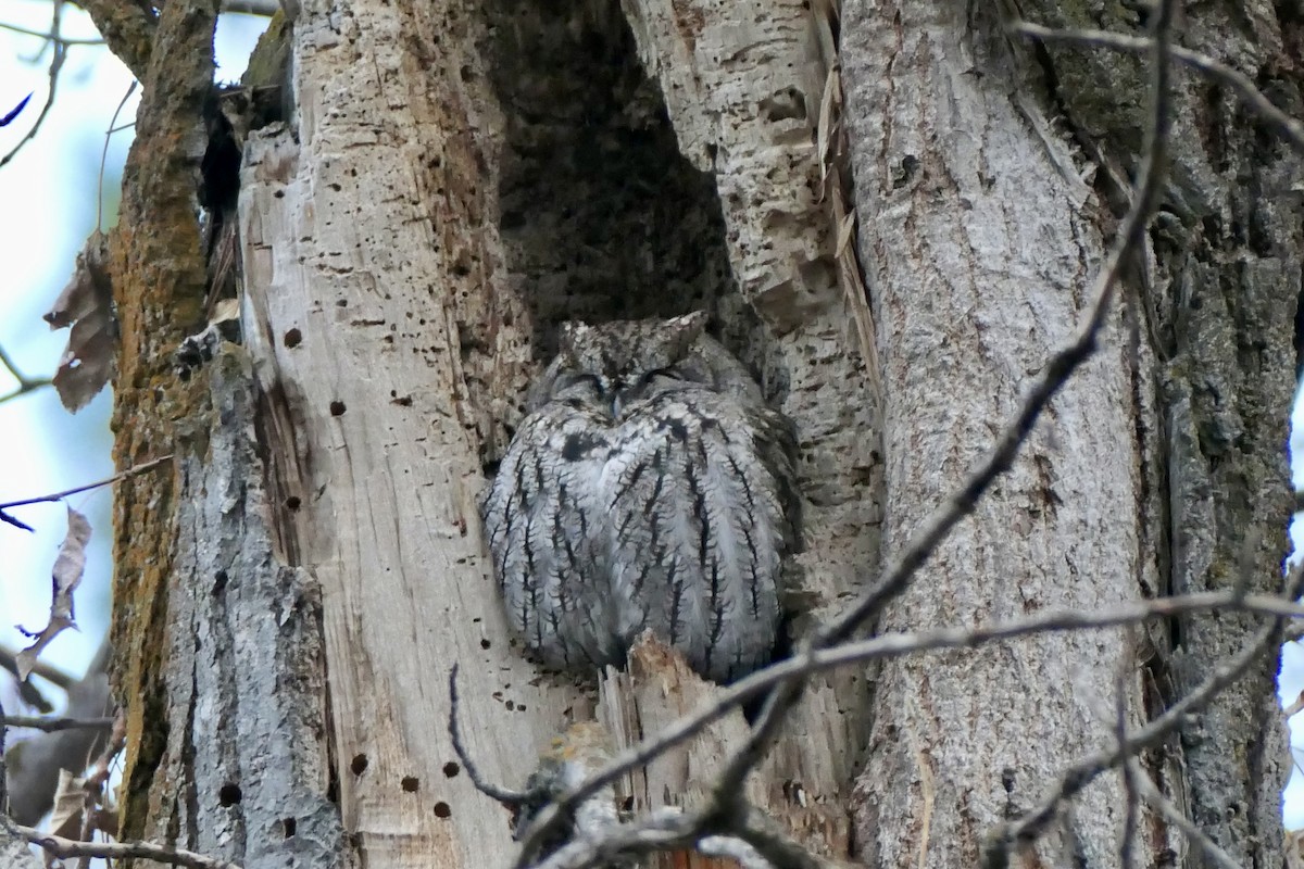 výreček západní - ML645338130