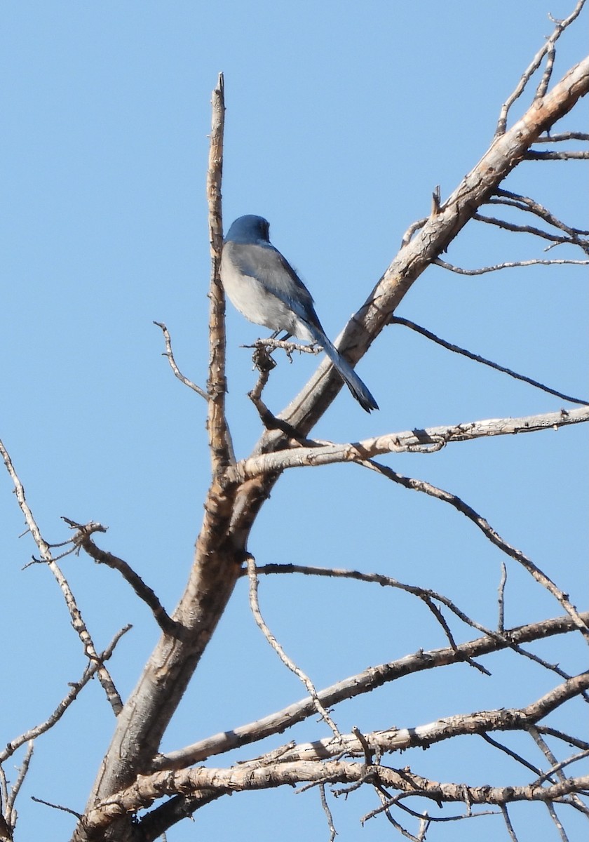 Woodhouse's Scrub-Jay - ML645338131