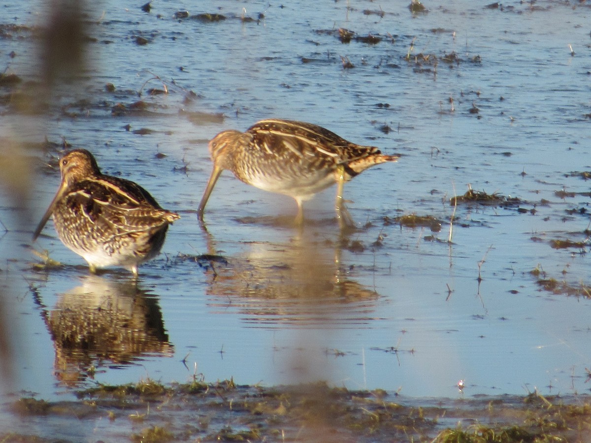 Wilson's Snipe - ML645338135