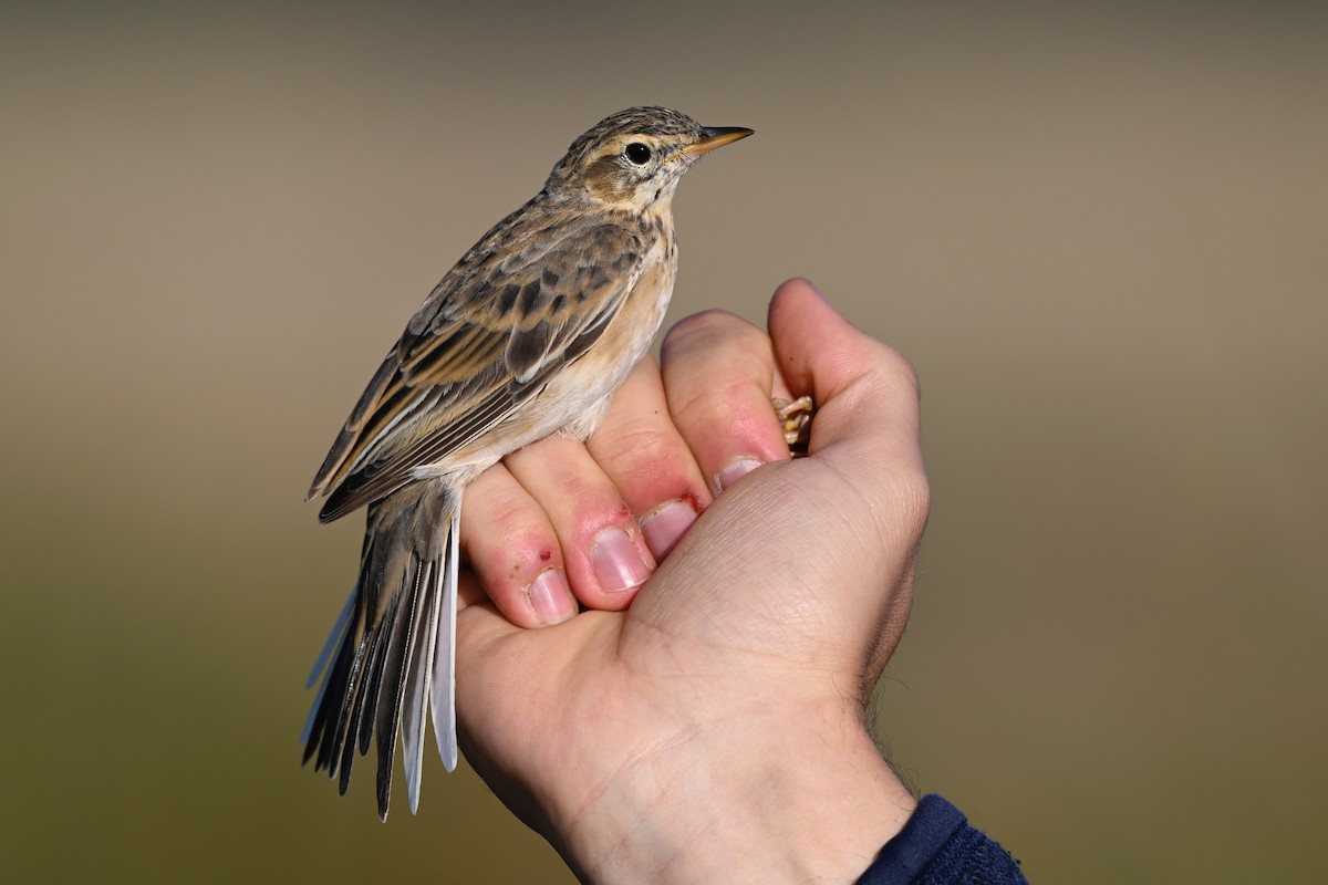 Richard's Pipit - ML645338136
