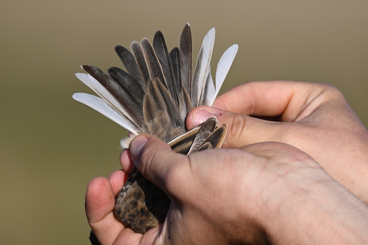 Richard's Pipit - ML645338137