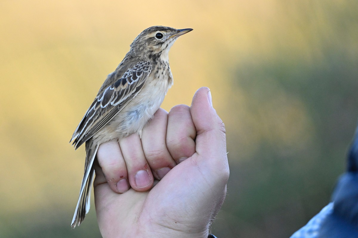 Richard's Pipit - ML645338138