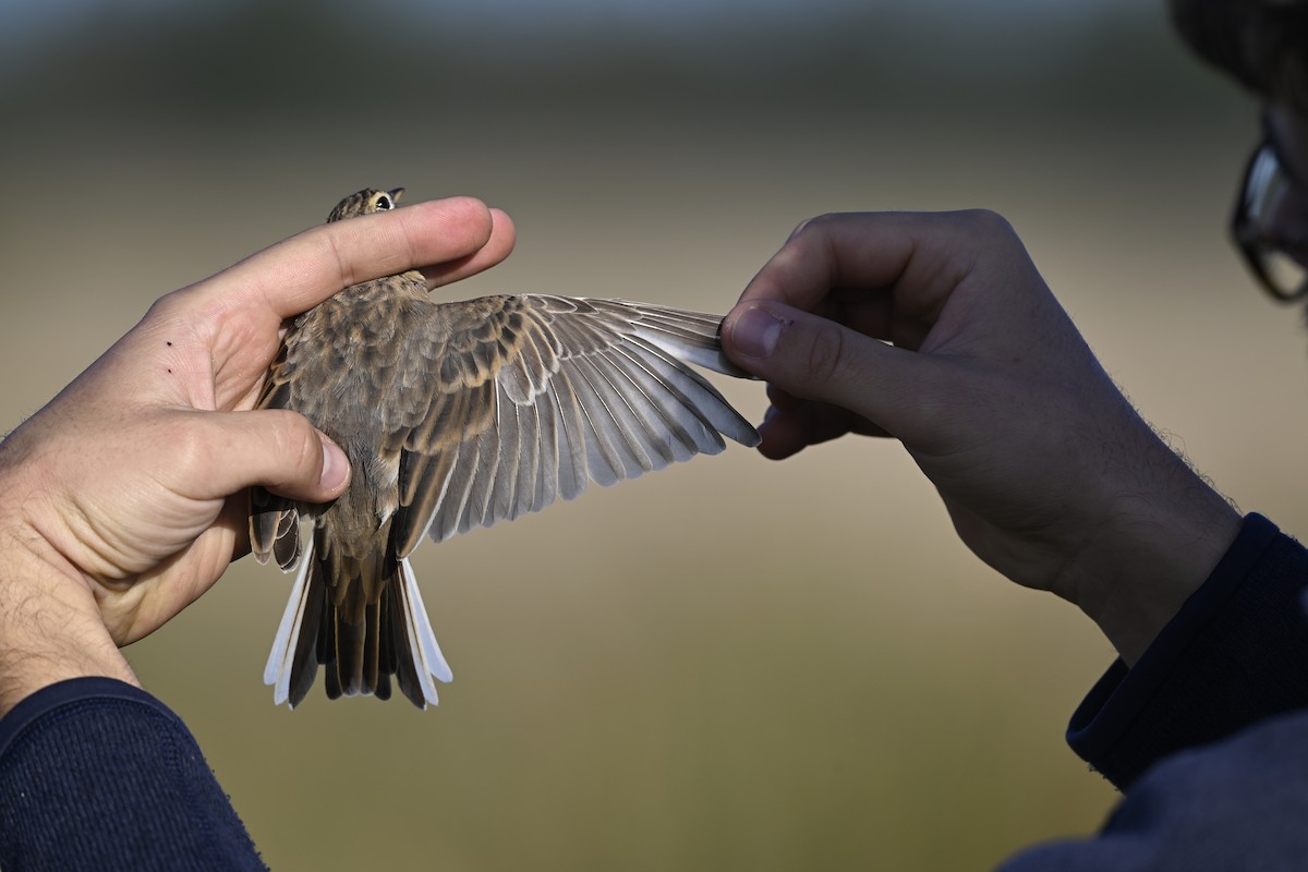 Richard's Pipit - ML645338139