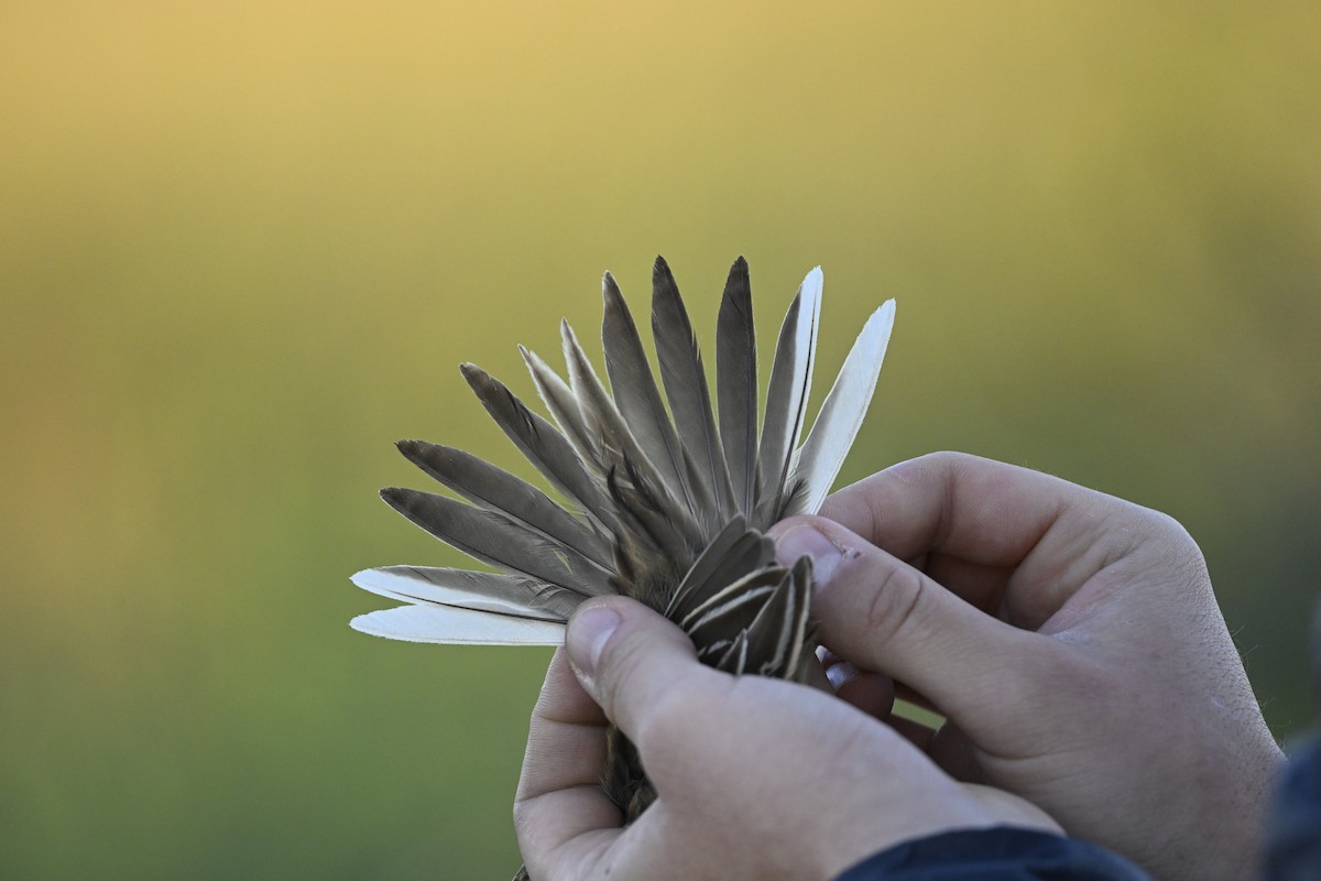 Richard's Pipit - ML645338140