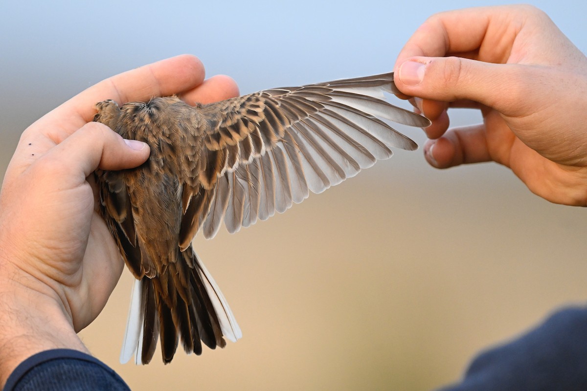 Richard's Pipit - ML645338141