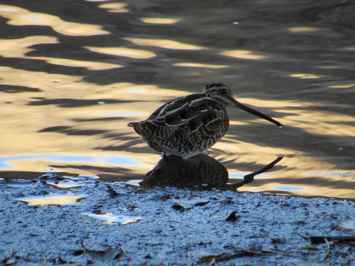 Wilson's Snipe - ML645338146