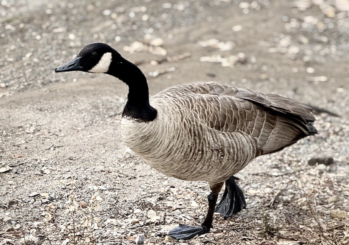 Canada Goose - ML645338182