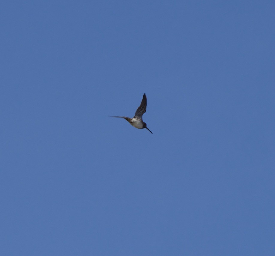 Wilson's Snipe - ML645338183