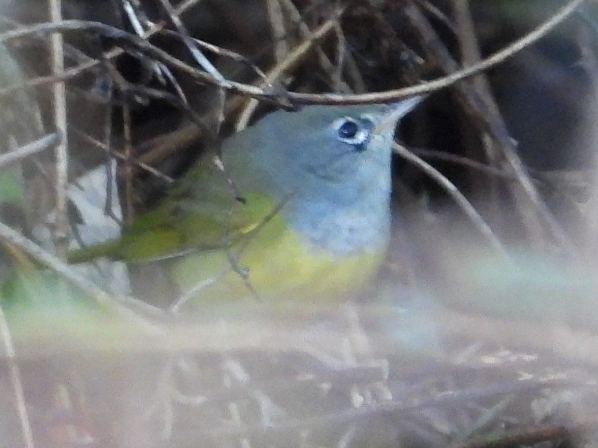 MacGillivray's Warbler - ML645338200
