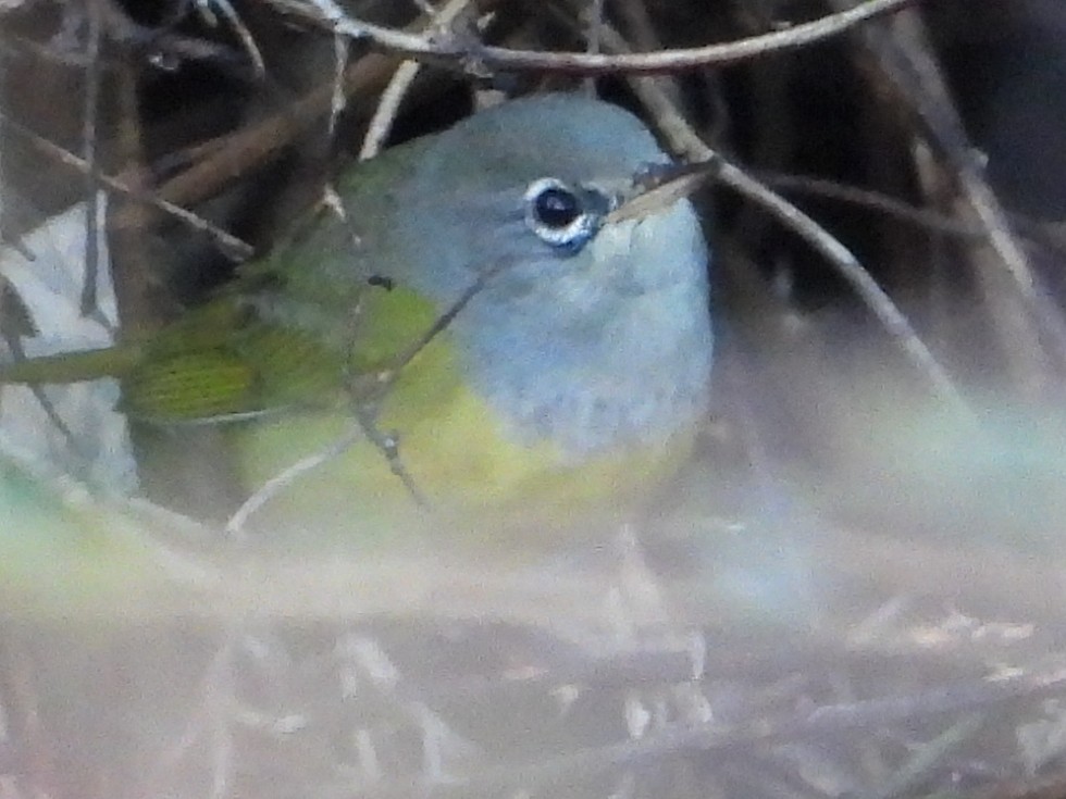 MacGillivray's Warbler - ML645338201