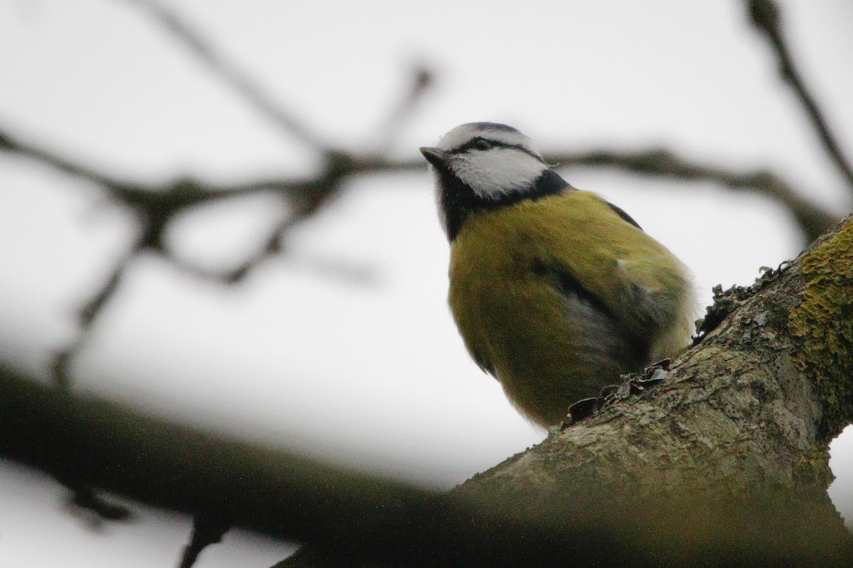 sýkora modřinka - ML645338207