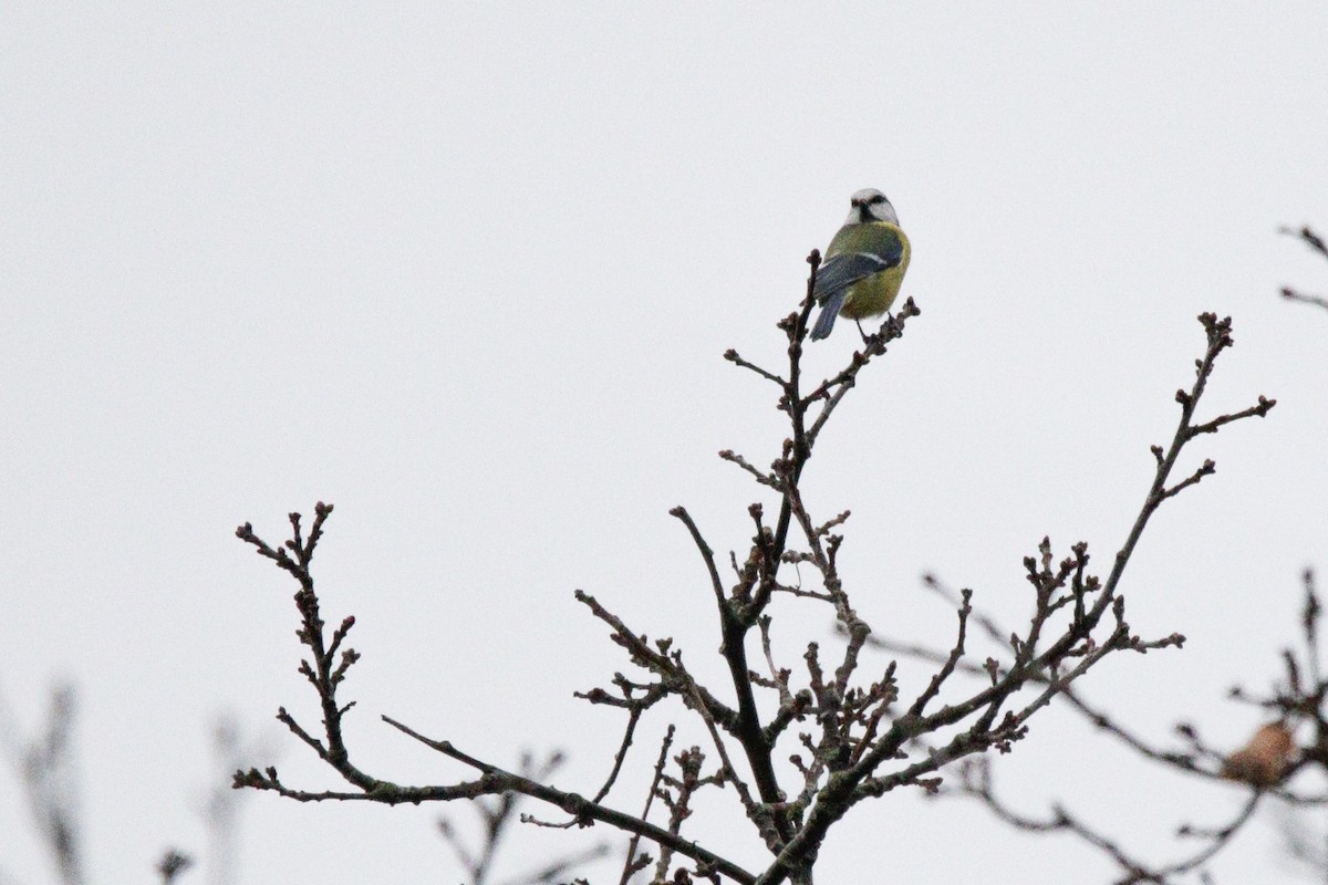 sýkora modřinka - ML645338209