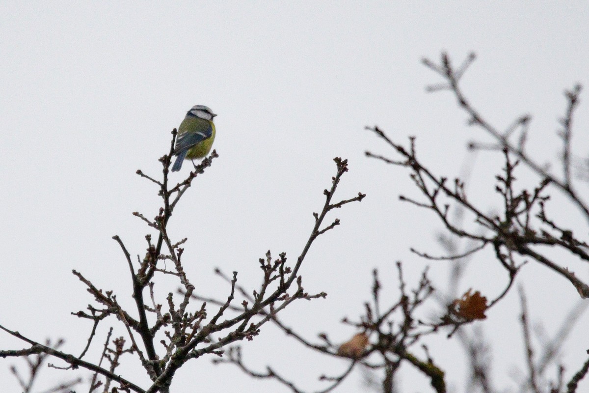 sýkora modřinka - ML645338210