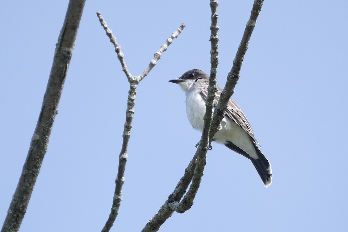 Tyran tritri - ML645338214