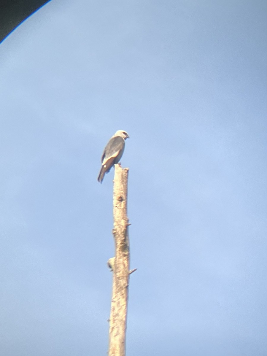 Mississippi Kite - ML645338229