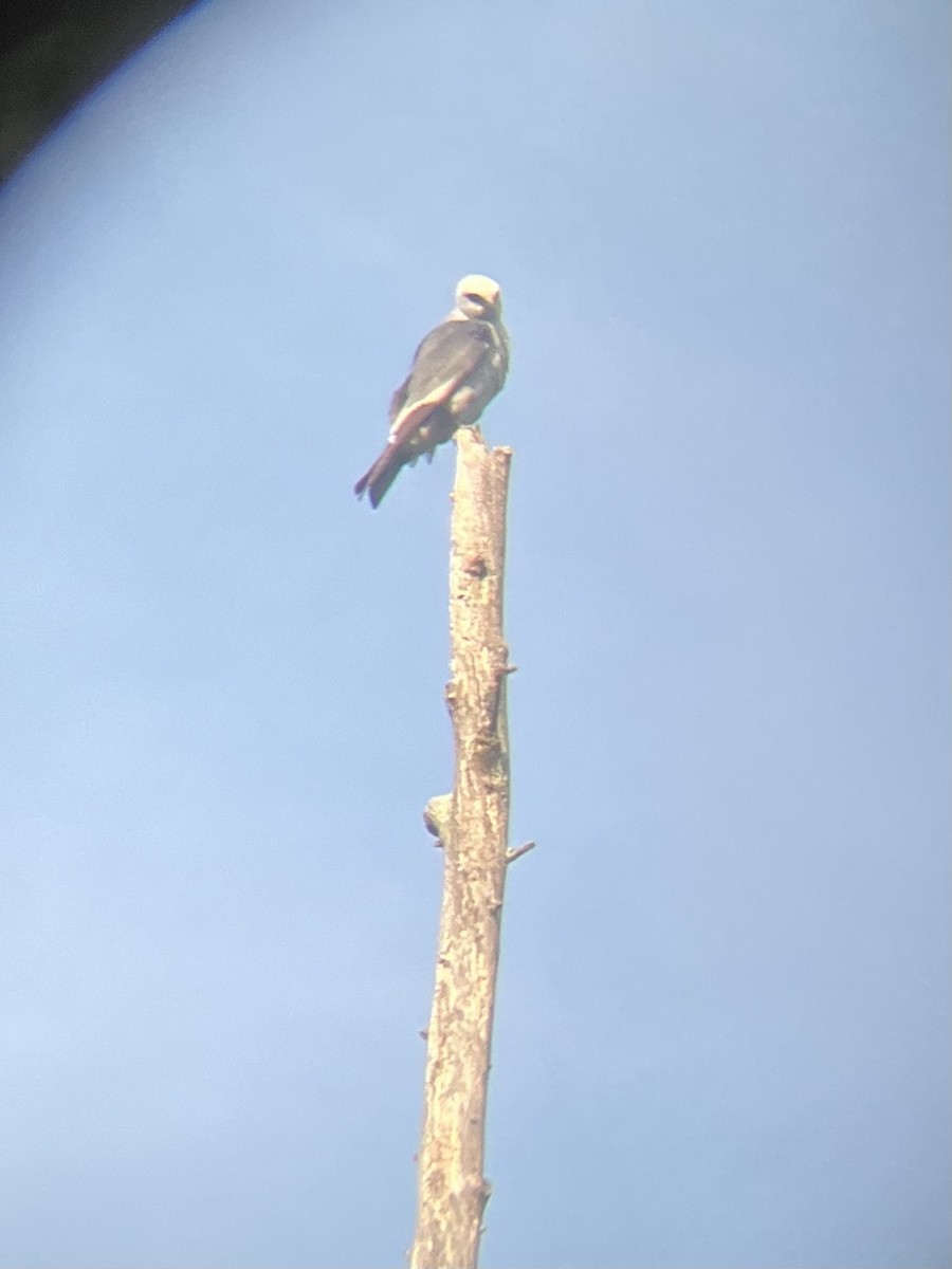 Mississippi Kite - ML645338230