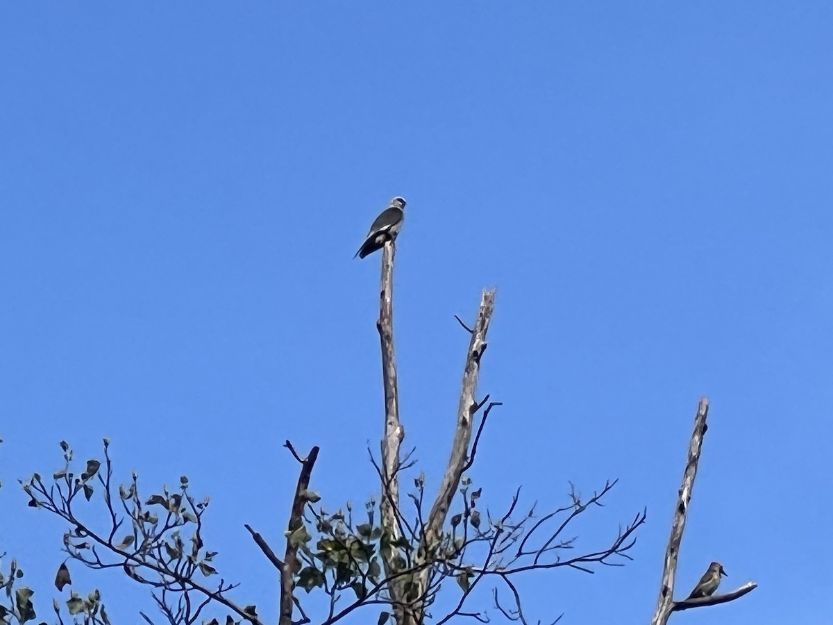 Mississippi Kite - ML645338231