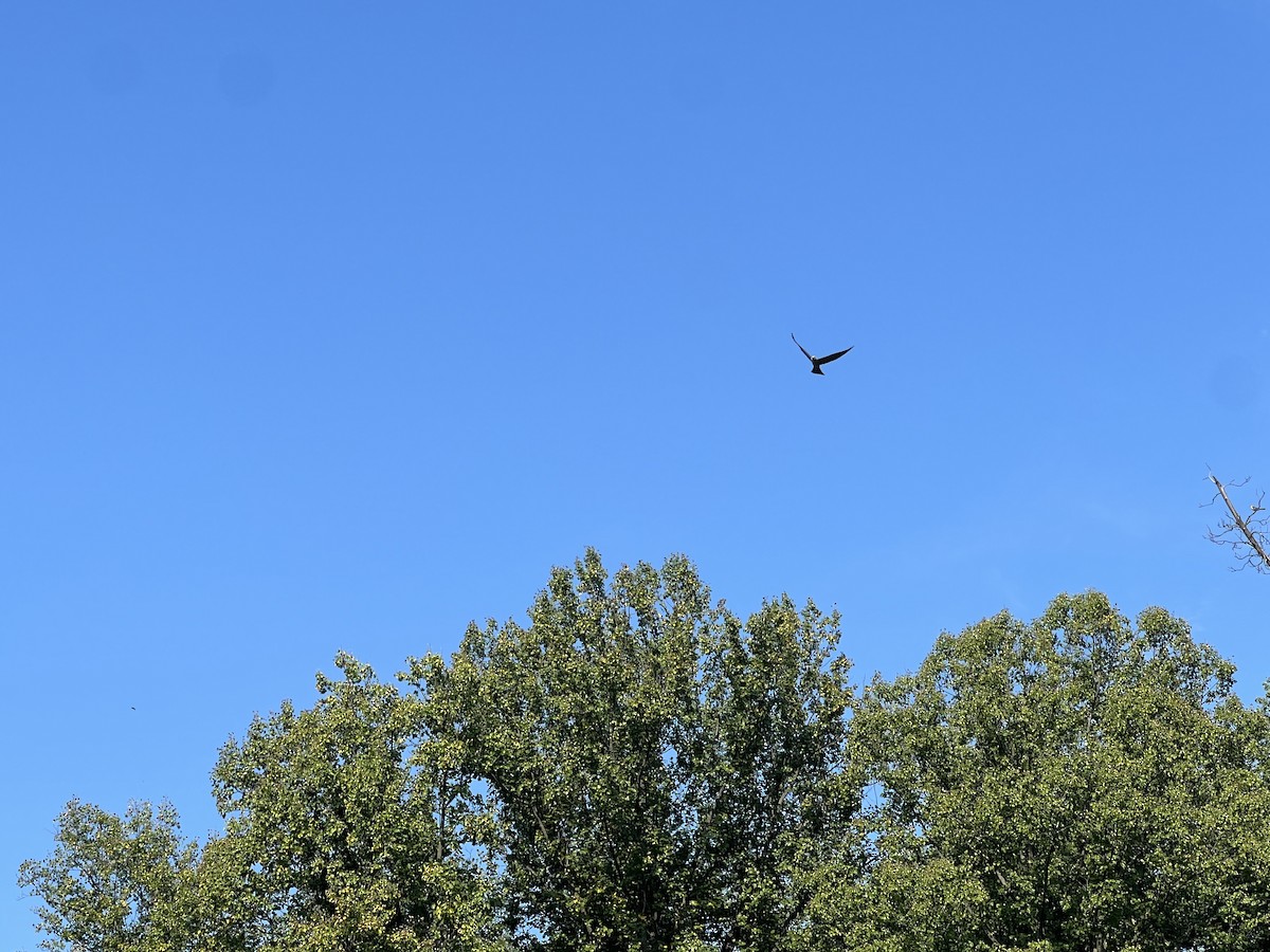 Mississippi Kite - ML645338232