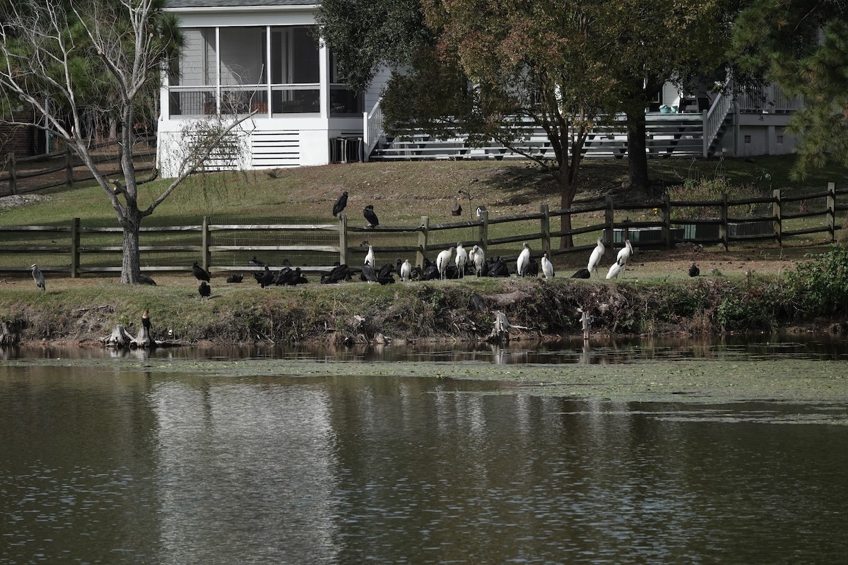 Black Vulture - ML645338237