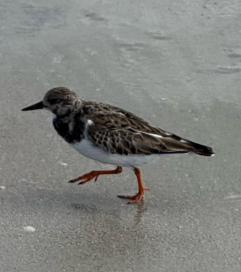 Ruddy Turnstone - ML645338267