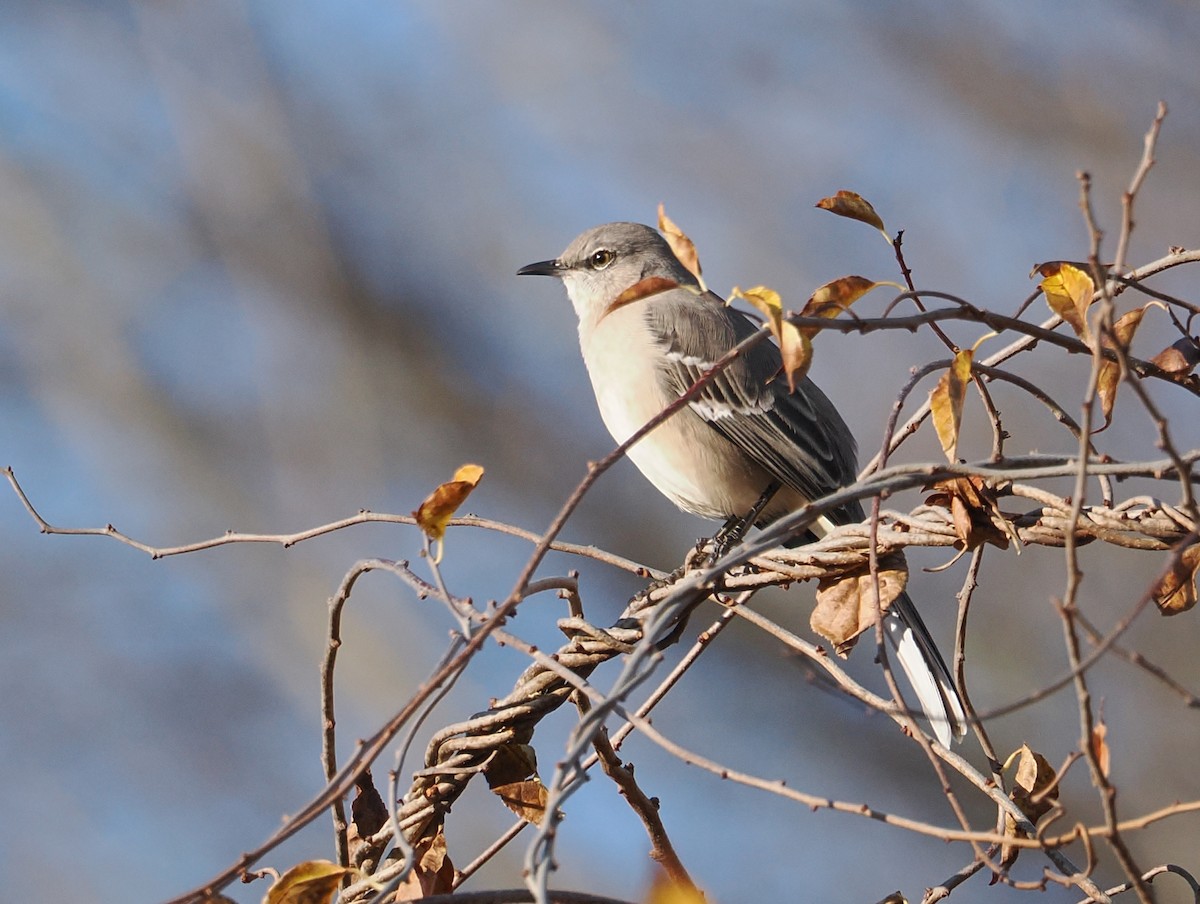 Northern Mockingbird - ML645338268