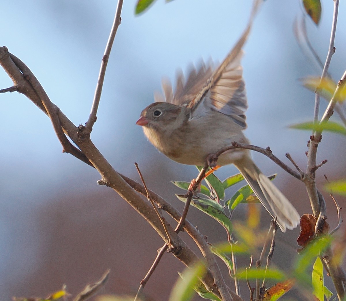 Field Sparrow - ML645338273