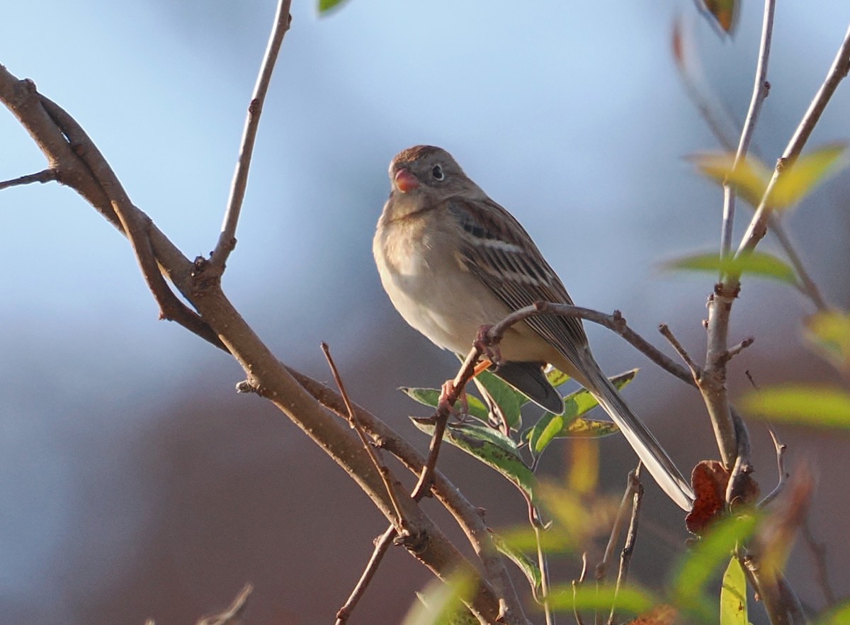Field Sparrow - ML645338274