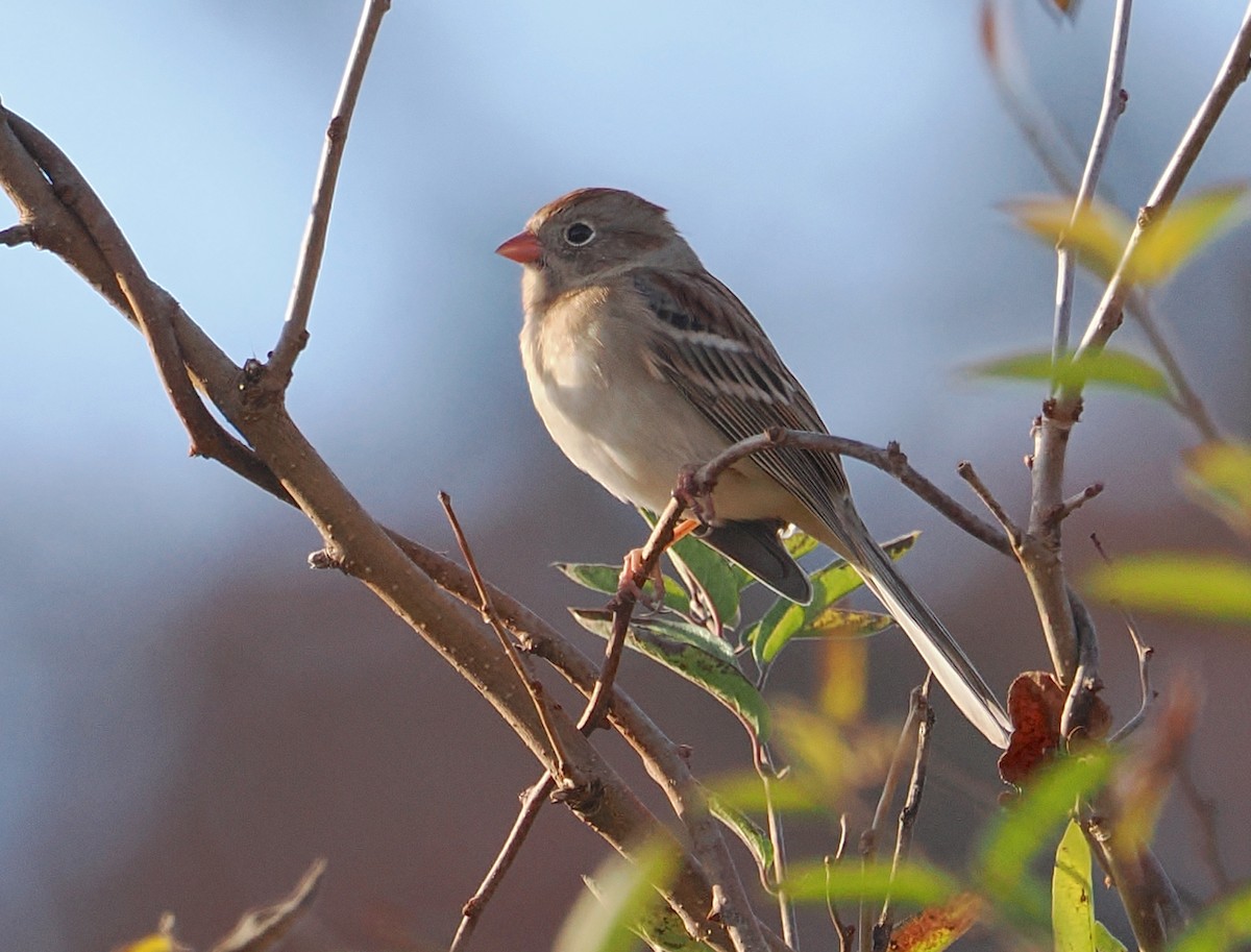 Field Sparrow - ML645338275