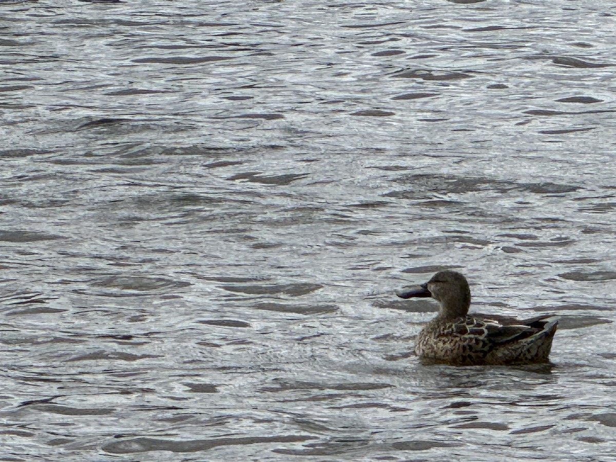 Northern Shoveler - ML645338282
