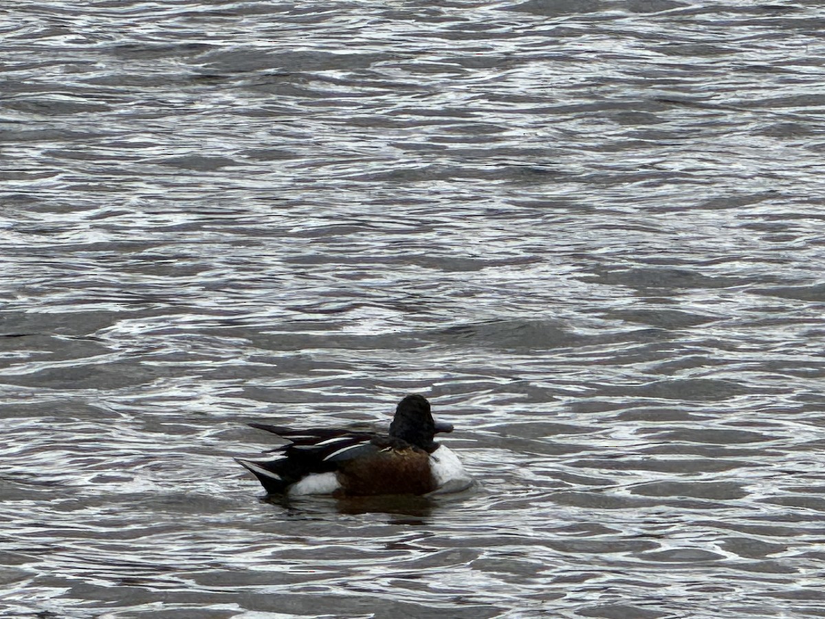 Northern Shoveler - ML645338283