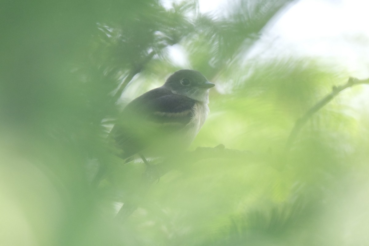 Least Flycatcher - ML645338284