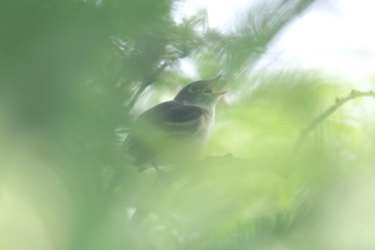 Least Flycatcher - ML645338285
