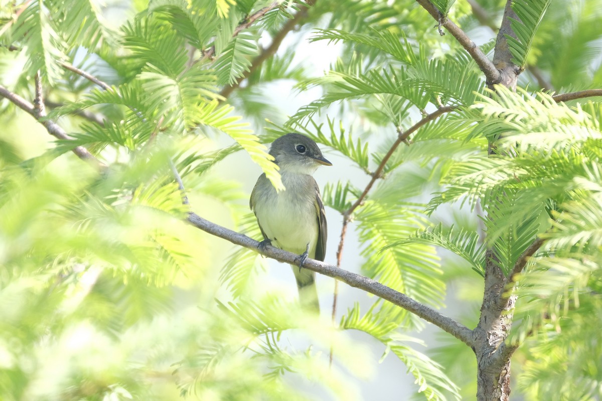 Least Flycatcher - ML645338287
