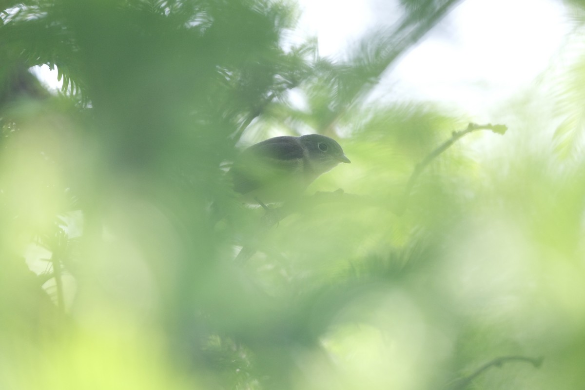 Least Flycatcher - ML645338288