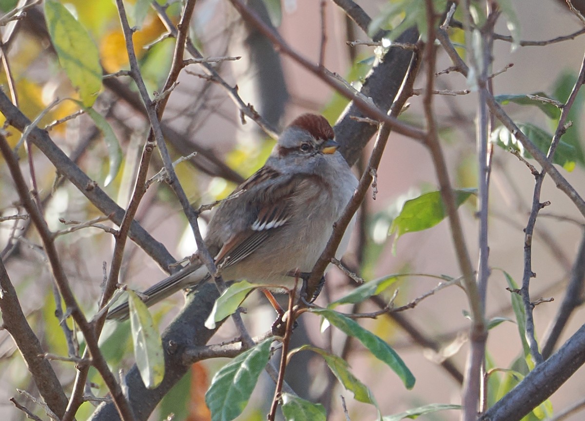 American Tree Sparrow - ML645338289