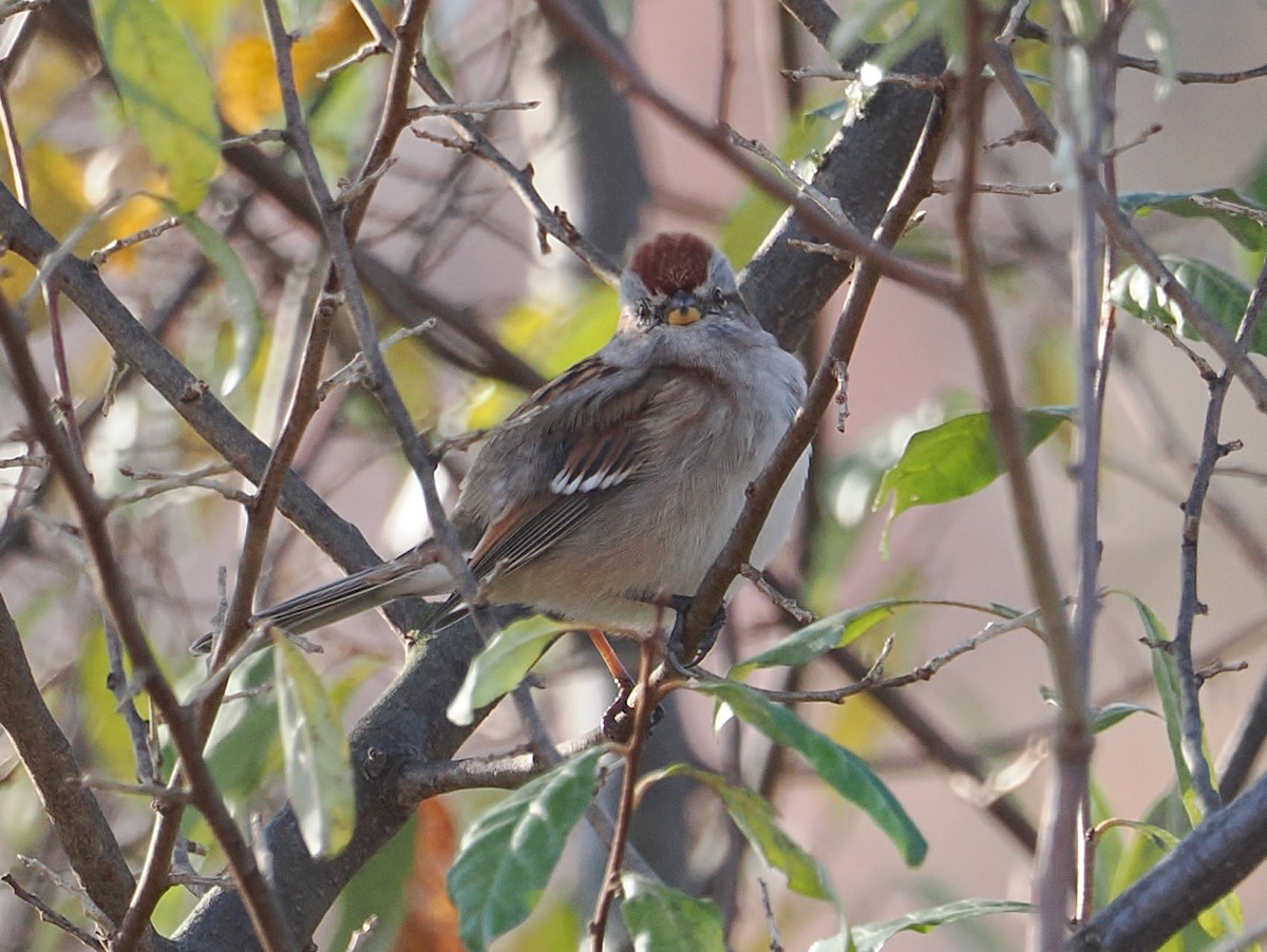 American Tree Sparrow - ML645338290